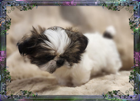 Tiny little female chinese imperial shih tzu puppies for sale teacup